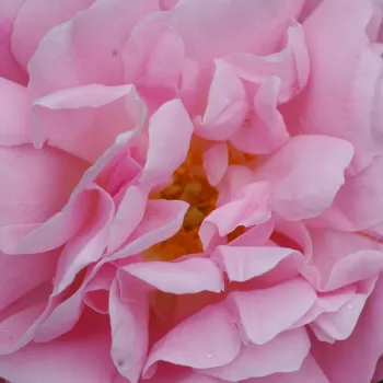 Rosenbestellung online - rosa - sehr stark duftende, aus großer Entfernung wahrnehmbare rose - Coupe d’Hébé - historisch, bourbon-rose - (200-300 cm)