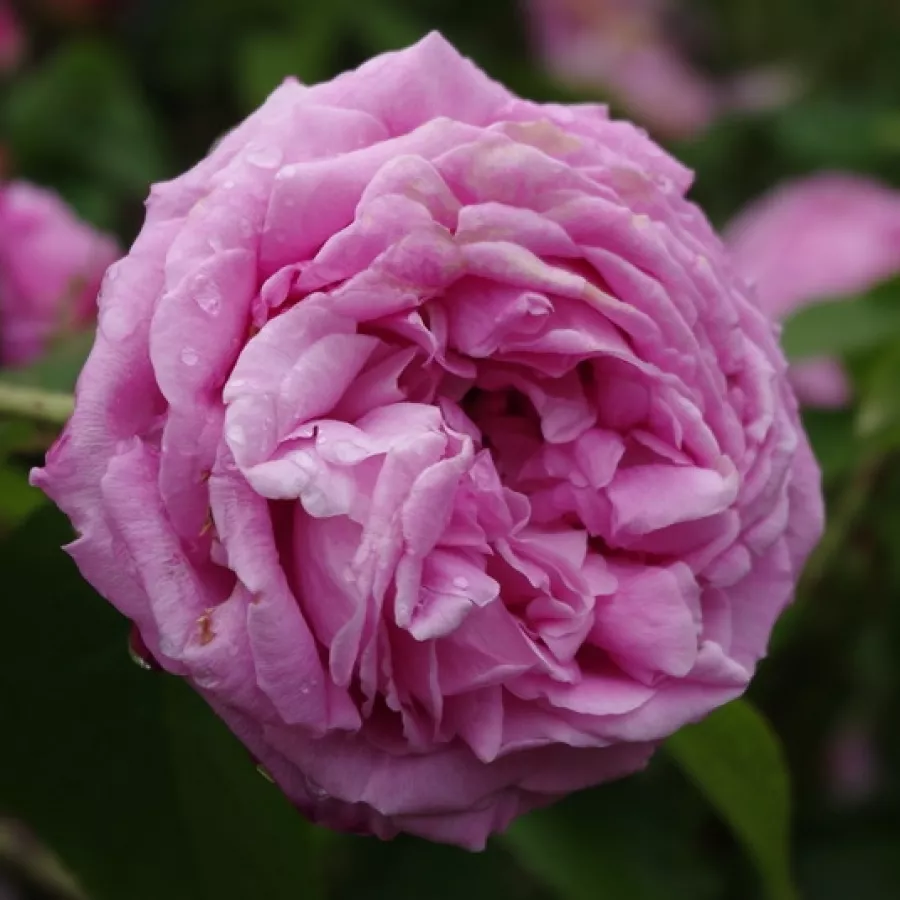 Intenziven vonj vrtnice - Roza - Coupe d’Hébé - vrtnice online