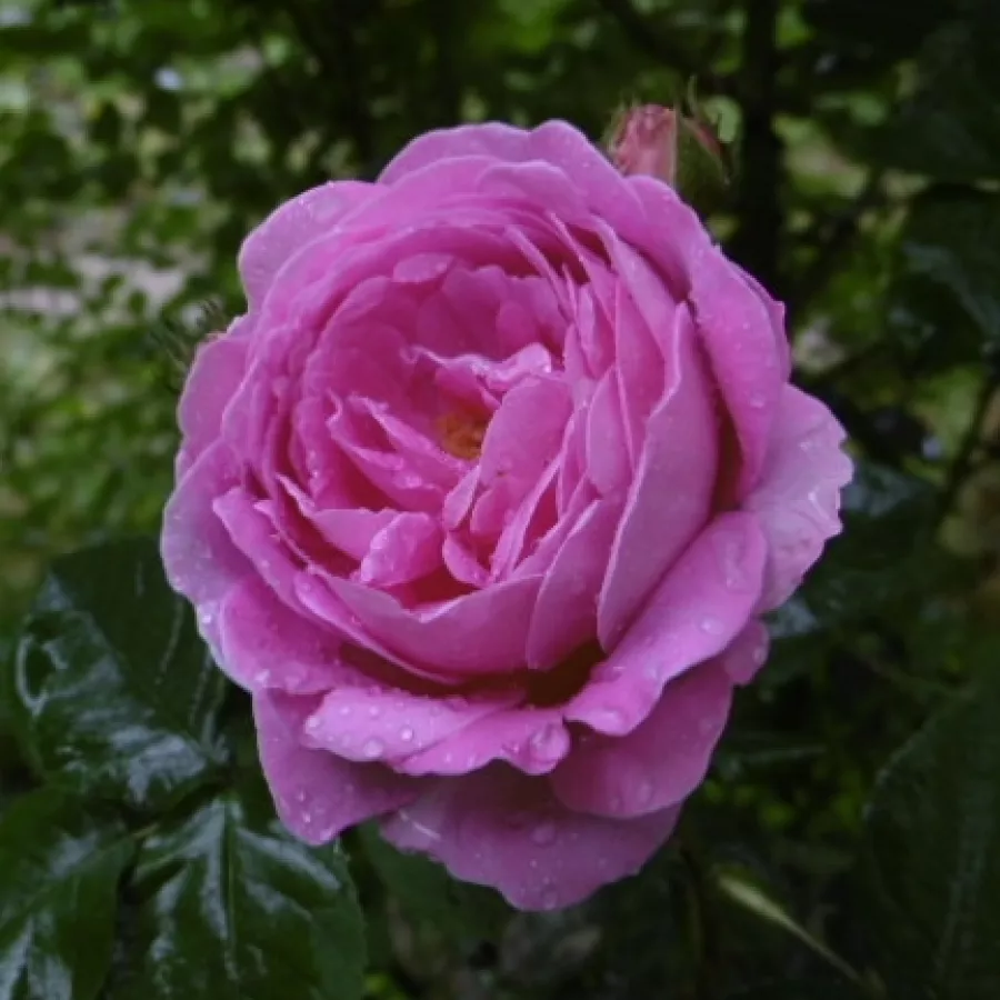 Történelmi - bourbon rózsa - Rózsa - Coupe d’Hébé - kertészeti webáruház