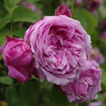 Rosa Coupe d’Hébé - ružičasta - starinska - burbonska ruža