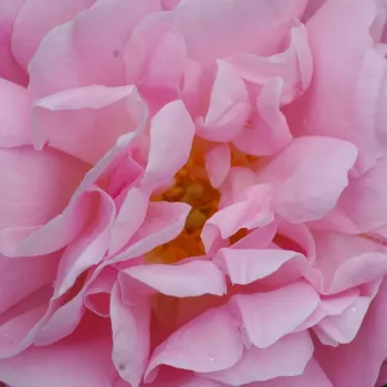 Rózsa kertészet - rózsaszín - történelmi - bourbon rózsa - intenzív illatú rózsa - Coupe d’Hébé - (180-250 cm)
