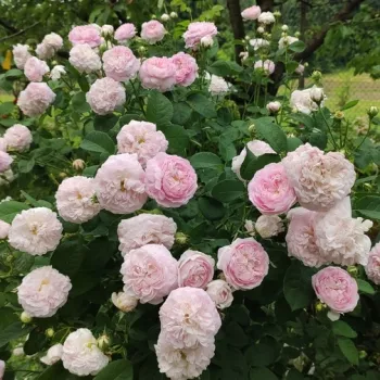 Weiches Pastellrosa mit feinem pudrigem Effekt. - historische, chinarose - stark, gut wahrnehmbare duftende rose - leicht süßlich, klassisch rosig