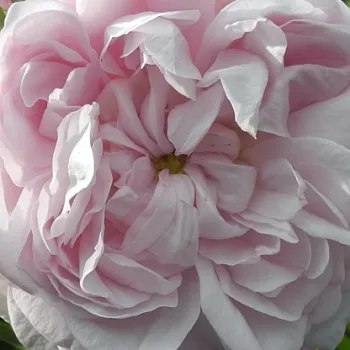 Der rosen-webshop. - rosa - stark, gut wahrnehmbare duftende rose - Duchesse De Montebello - historische, chinarose - (120-180 cm)