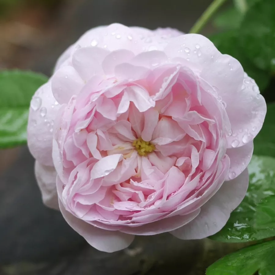 Róża o intensywnym zapachu - Róża - Duchesse De Montebello - sadzonki róż sklep internetowy - online