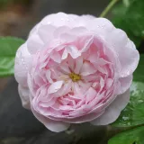 Roza - zgodovinska - kitajska vrtnica - intenziven vonj vrtnice - aroma čaja - Rosa Duchesse De Montebello - vrtnice - proizvodnja in spletna prodaja sadik