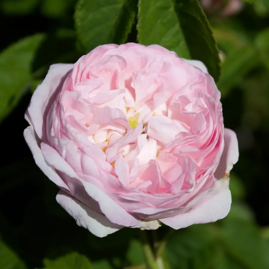 Starinska - kineska ruža - Ruža - Duchesse De Montebello - sadnice ruža - proizvodnja i prodaja sadnica