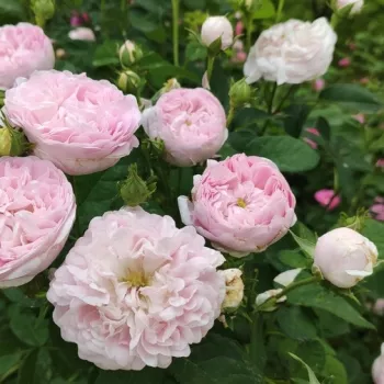 Rosa Duchesse De Montebello - różowy - historyczna - róża chińska