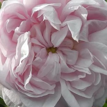 Vrtnice v spletni trgovini - történelmi - china rózsa - intenzív illatú rózsa - Duchesse De Montebello - rózsaszín - (100-150 cm)