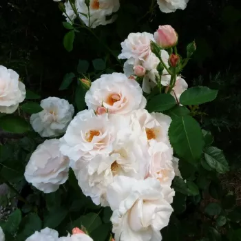 Finom, áttetsző, gyöngyházfényű halvány rózsaszín árnyalat. - virágágyi floribunda rózsa - közepes erősségű, jól érezhető illatú rózsa - fűszeres karakterű