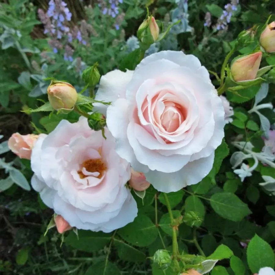 Virágágyi grandiflora - floribunda rózsa - Rózsa - Queen of Warsaw - online rózsa vásárlás