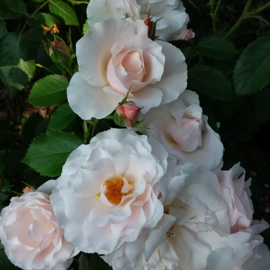 Vrtnica grandiflora - floribunda za cvetlično gredo - Roza - Queen of Warsaw - vrtnice online