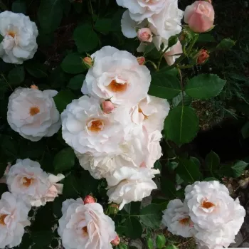 Rosa Queen of Warsaw - weiß - beetrose grandiflora – floribundarose