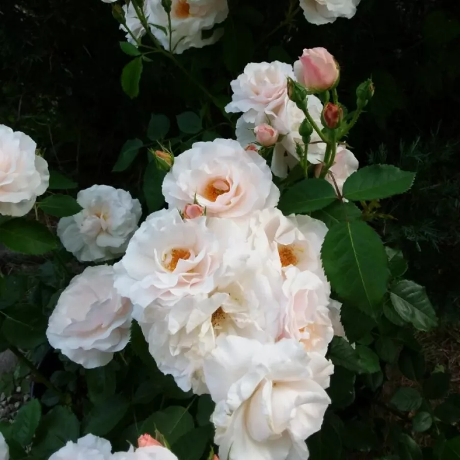 Félig telt virágú - Rózsa - Queen of Warsaw - online rózsa vásárlás