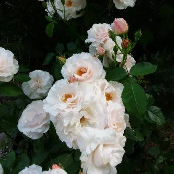 Krémfehér - virágágyi grandiflora - floribunda rózsa - diszkrét illatú rózsa - -