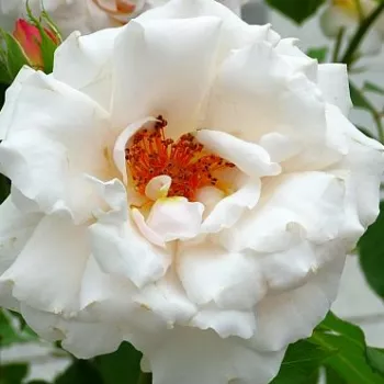 Online rózsa vásárlás - fehér - Queen of Warsaw - virágágyi grandiflora - floribunda rózsa - diszkrét illatú rózsa - (60-90 cm)