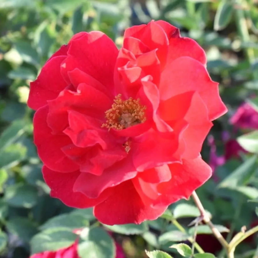 Róża o dyskretnym zapachu - Róża - Adelaide Hoodless - sadzonki róż sklep internetowy - online