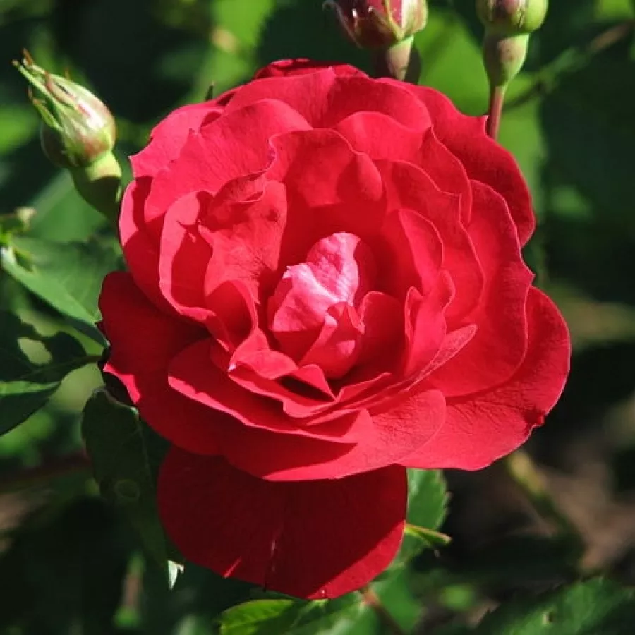 Rosales arbustivos - Rosa - Adelaide Hoodless - comprar rosales online