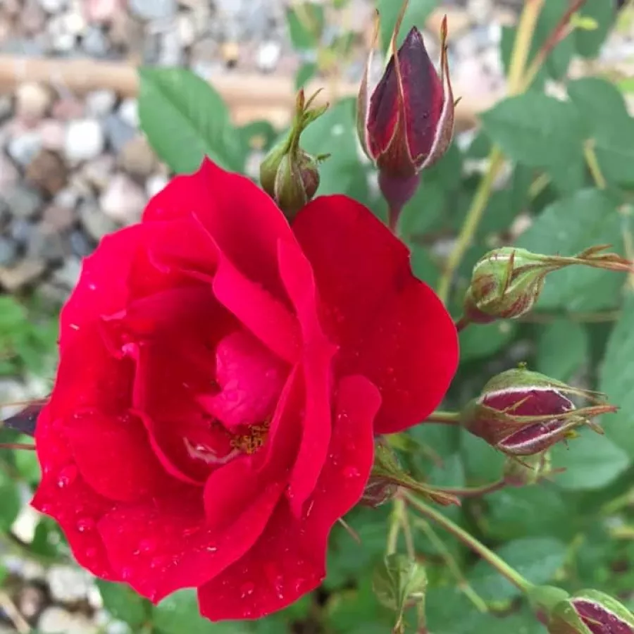 Ploščata - Roza - Adelaide Hoodless - vrtnice online