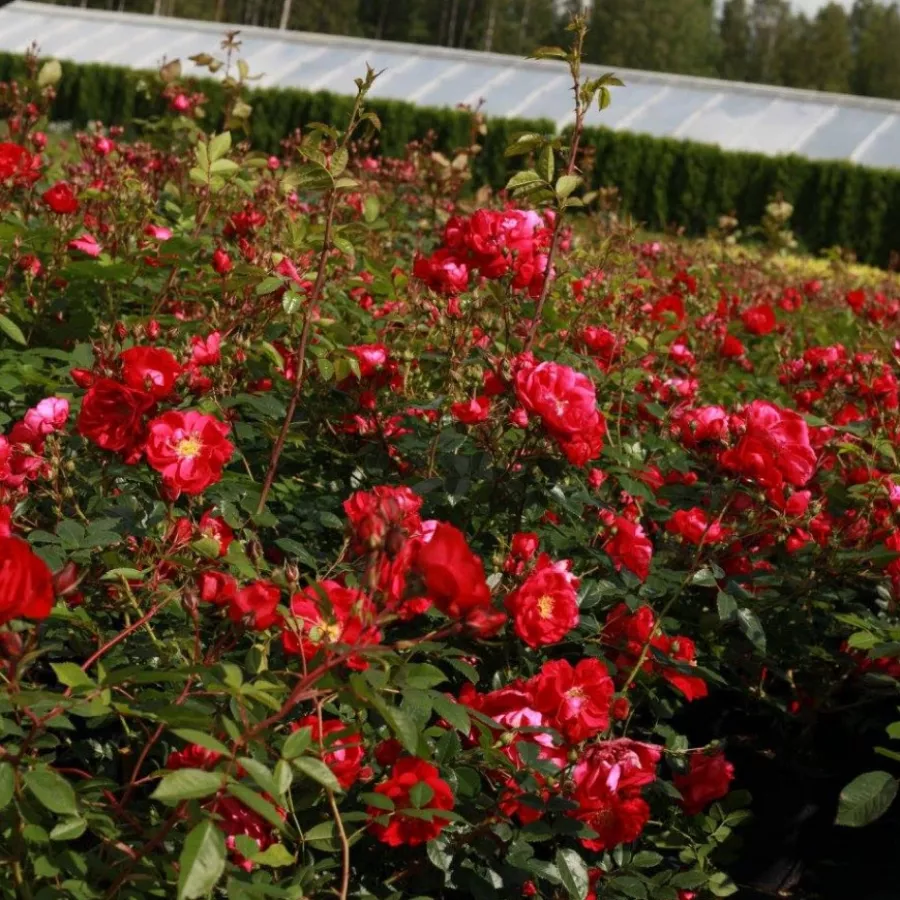 PARKOVNE VRTNICE - GRMASTE VRTNICE - Roza - Adelaide Hoodless - vrtnice - proizvodnja in spletna prodaja sadik