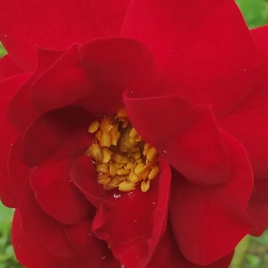 Henry H. Marshall - Róża - Adelaide Hoodless - sadzonki róż sklep internetowy - online