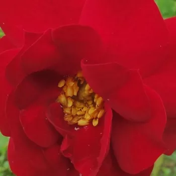 Rózsa rendelés online - rózsaszín - parkrózsa - diszkrét illatú rózsa - Adelaide Hoodless - (150-190 cm)