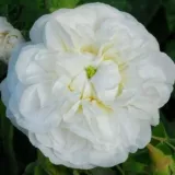 Fehér - történelmi - damaszkuszi rózsa - Online rózsa vásárlás - Rosa Botzaris - intenzív illatú rózsa - mangó aromájú