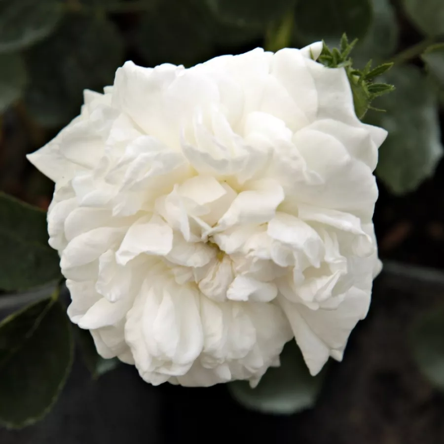 Róża damasceńska - Róża - Botzaris - Szkółka Róż Rozaria