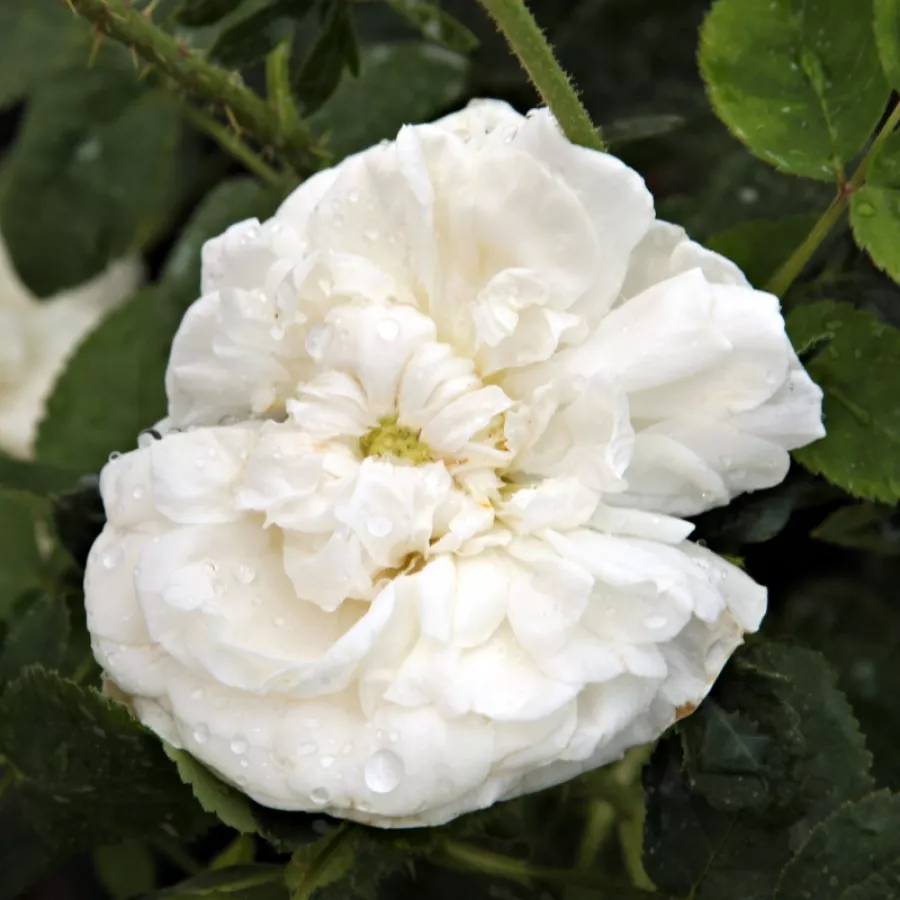 Biały - Róża - Botzaris - Szkółka Róż Rozaria