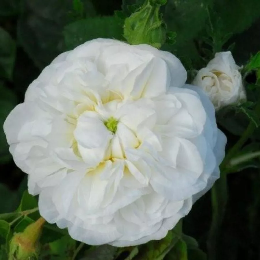 Róża z intensywnym zapachem - Róża - Botzaris - Szkółka Róż Rozaria