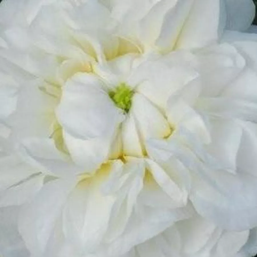 Damask, Hybrid Gallica - Roza - Botzaris - Na spletni nakup vrtnice