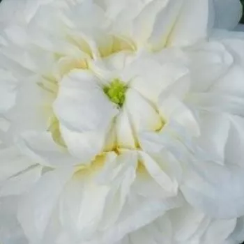 Rosen Gärtnerei - damaszenerrose - weiß - Rosa Botzaris - stark duftend - M. Robert - Eine Kombination von kräftigem Damaskus-Duft und dekorativen weißen Blüten.