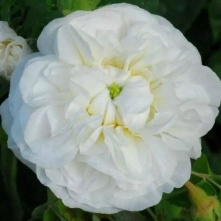 Biały - Róża - Botzaris - 