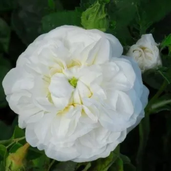 Rosa Botzaris - blanco - árbol de rosas inglés- rosal de pie alto