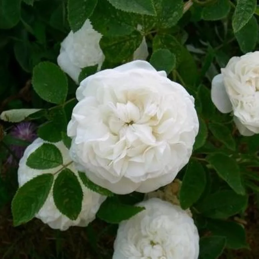 Historické růže - Růže damascénská / Rosa damascena - Růže - Botzaris - růže online koupit