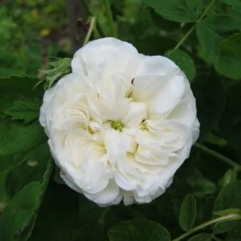 Bijela - starinska - damaščanska ruža  - ruža intenzivnog mirisa - aroma manga