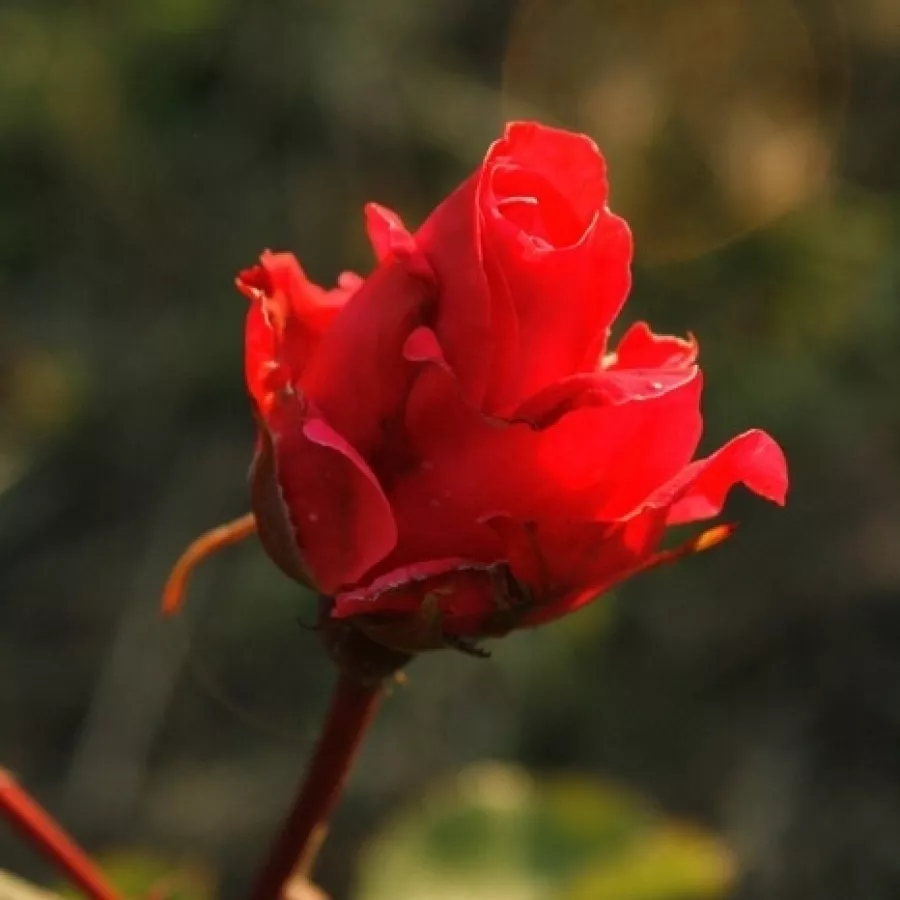 Zaokrąglony - Róża - Alexander MacKenzie - sadzonki róż sklep internetowy - online