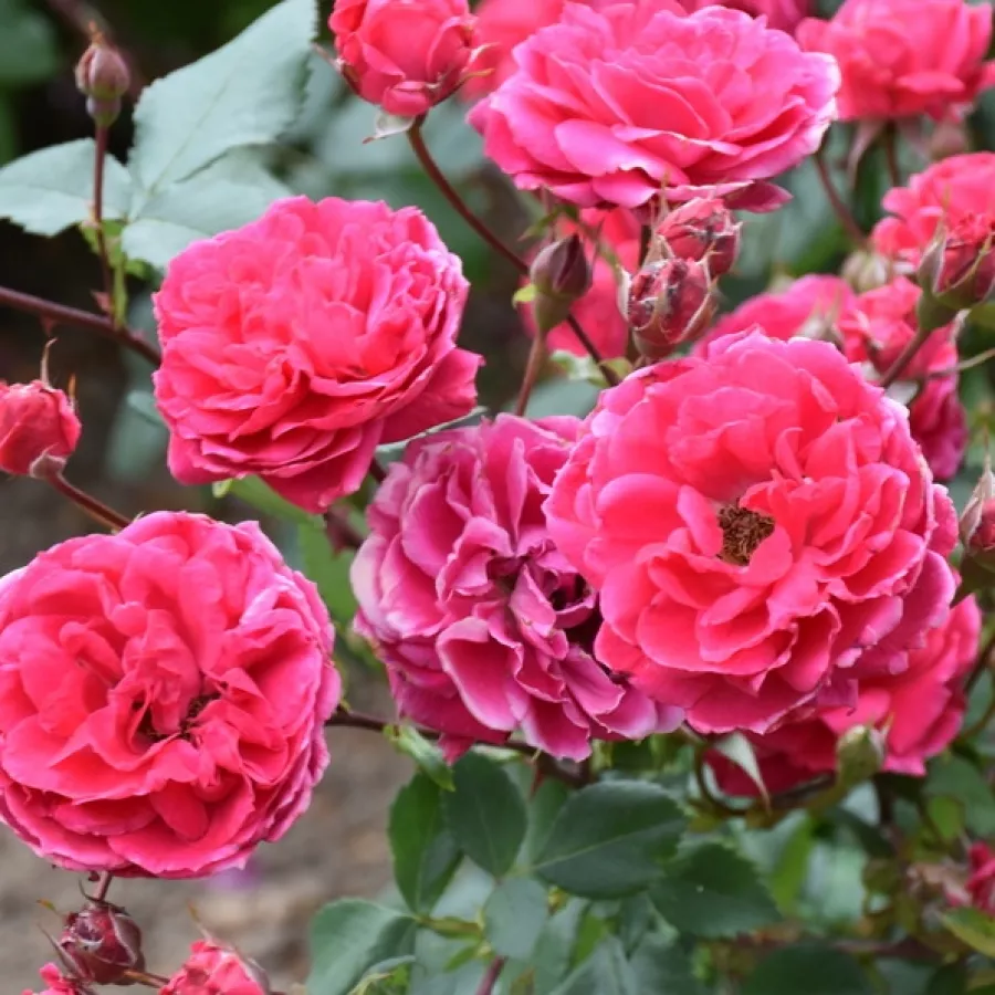 Tömvetelt virágú - Rózsa - Alexander MacKenzie - online rózsa vásárlás