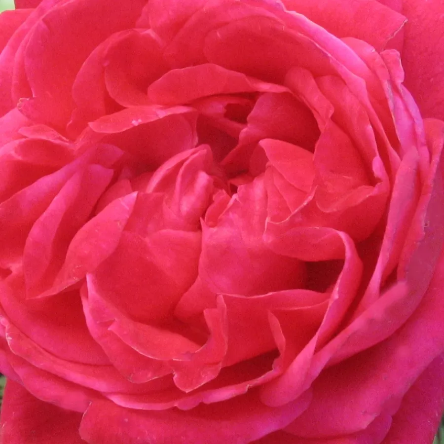 Gömbölyded - Rózsa - Alexander MacKenzie - online rózsa vásárlás
