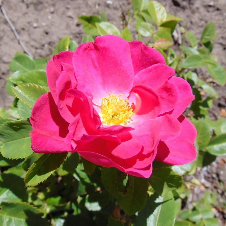 Rambler, kúszó rózsa - Rózsa - John Cabot - online rózsa vásárlás