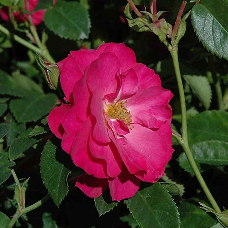 Rambler, kúszó rózsa - Rózsa - John Cabot - kertészeti webáruház
