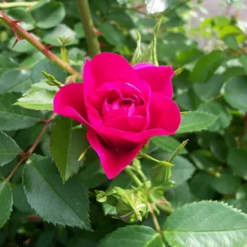 Rosa John Cabot - rózsaszín - rambler, kúszó rózsa