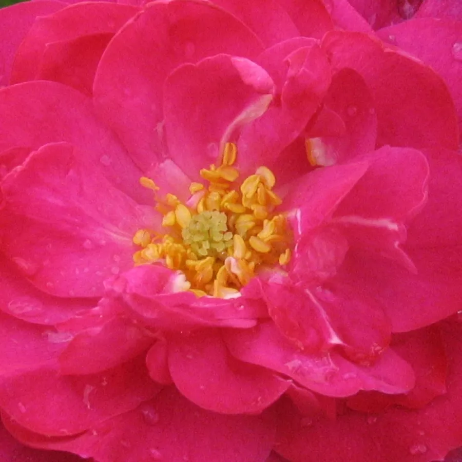 Csésze - Rózsa - John Cabot - online rózsa vásárlás