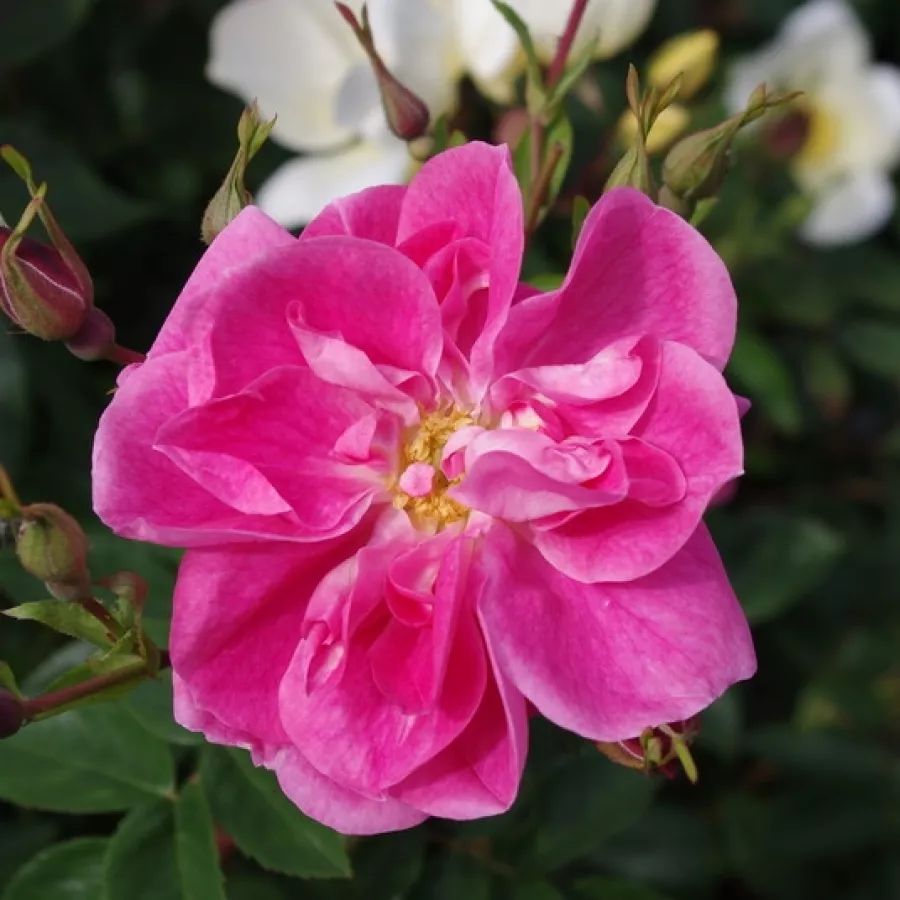 Diszkrét illatú rózsa - Rózsa - William Baffin - kertészeti webáruház