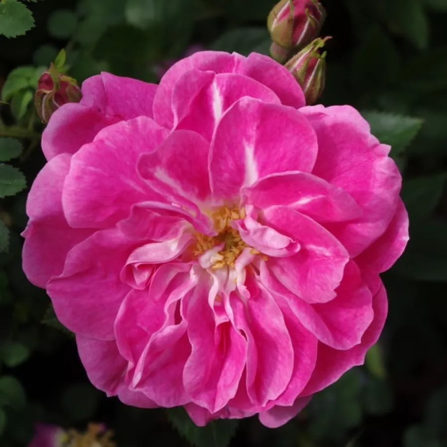 Climber, futó rózsa - Rózsa - William Baffin - kertészeti webáruház