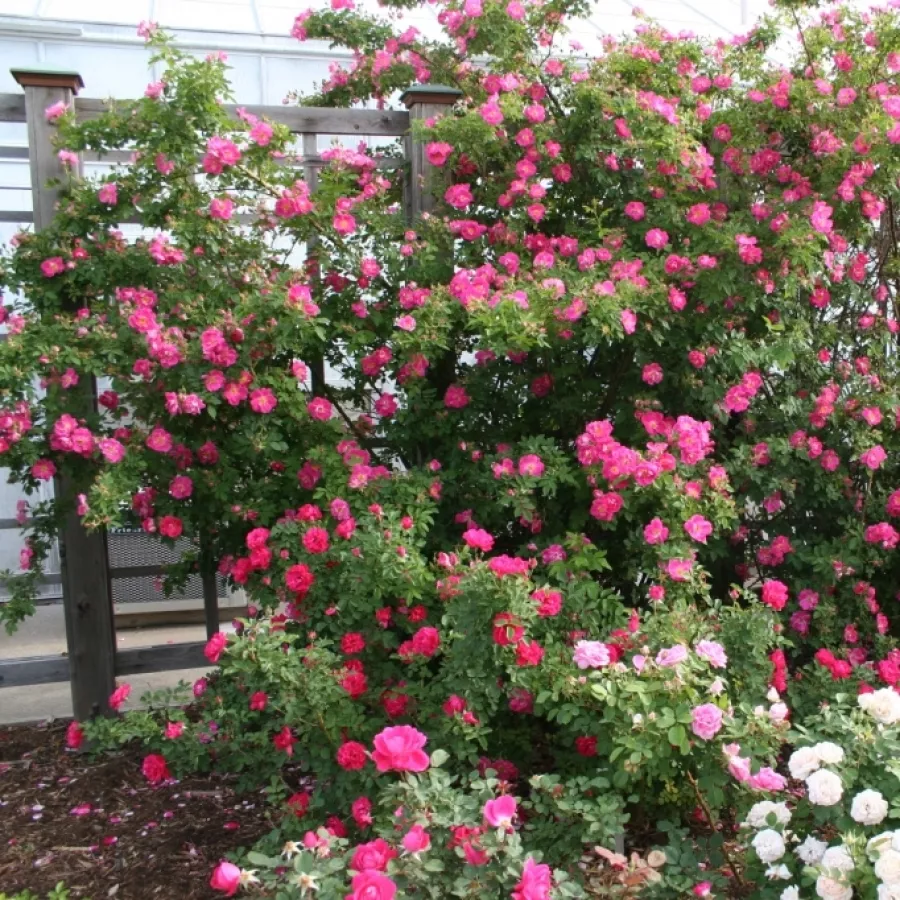 Félig telt virágú - Rózsa - William Baffin - online rózsa vásárlás