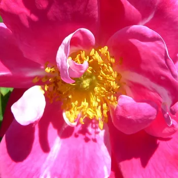 Online rózsa kertészet - rózsaszín - climber, futó rózsa - diszkrét illatú rózsa - William Baffin - (200-300 cm)