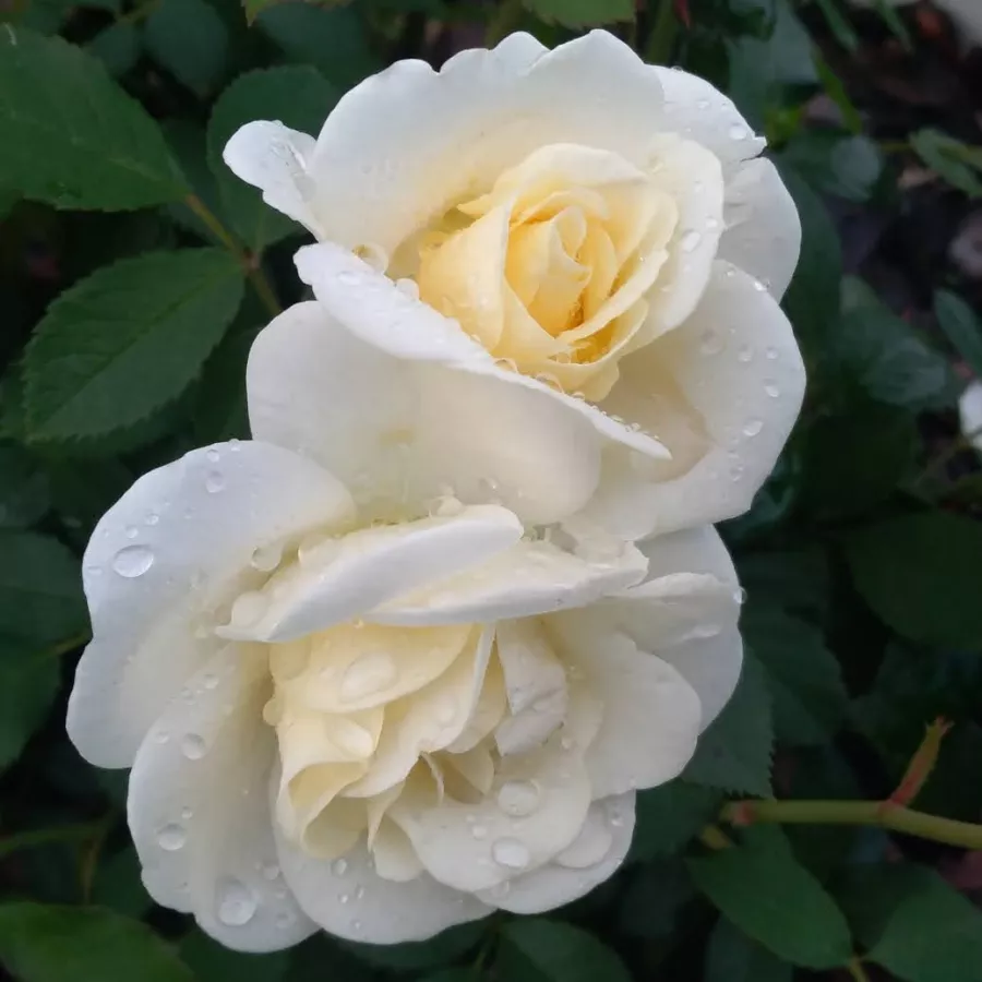Weiß - Rosen - Château de Munsbach - rosen online kaufen