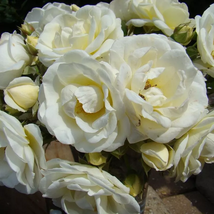 Rosales arbustivos - Rosa - Château de Munsbach - comprar rosales online