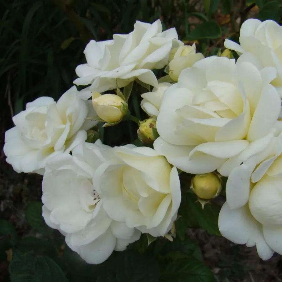 Fehér - Rózsa - Château de Munsbach - online rózsa vásárlás