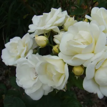 Rosa Château de Munsbach - biały - róża parkowa